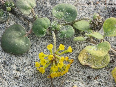 Yellow Sand-verbena - Abronia latifolia 1a.JPG