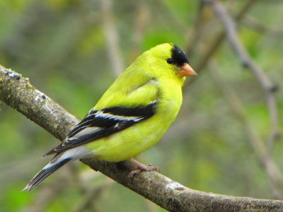 American Goldfinch 8a.jpg