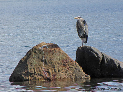 Great Blue Heron 17a.jpg