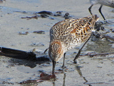 Western Sandpiper 8a.jpg