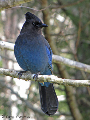 Stellers Jay 6a.jpg