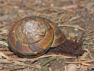 Terrestrial Snail A1a.jpg