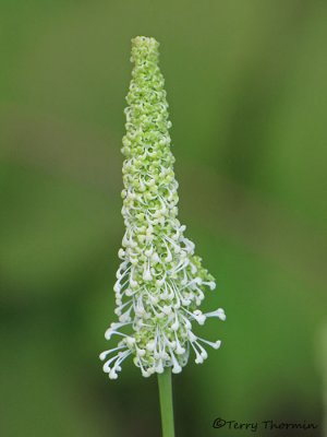 Vanilla-leaf - Achlys triphylla 2a.JPG