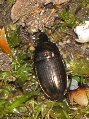 Amara sp. - Ground beetle A1a.JPG