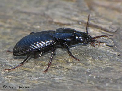 Pterostichus melanarius - Sidewalk Carabid 1a.jpg