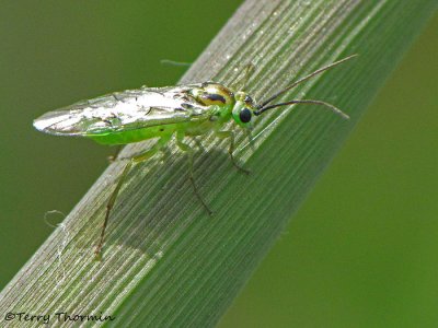 Tenthredinid Sawflies - Tenthredinidae of B.C.
