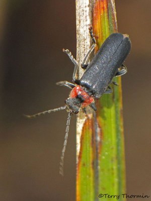 Soldier Beetles - Cantharidae of B.C.