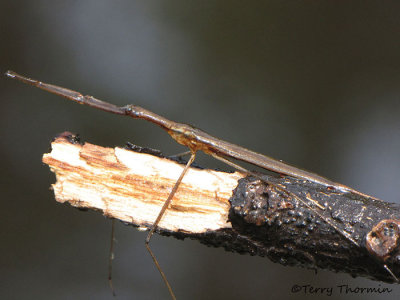 Ranatra fusca - Brown Water Scorpion 1a.jpg