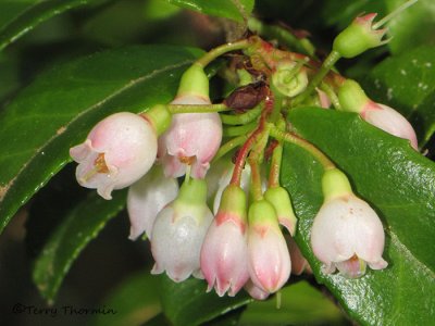Evergreen Huckleberry - Vaccinium ovatum 1a.jpg