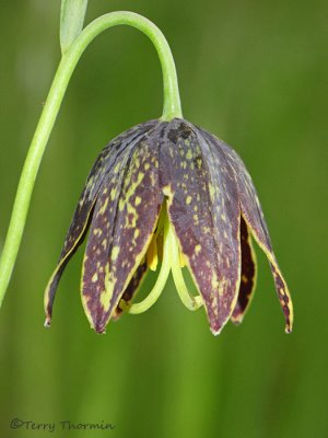 Chocolate Lily - Fritillaria affinis 3a.jpg