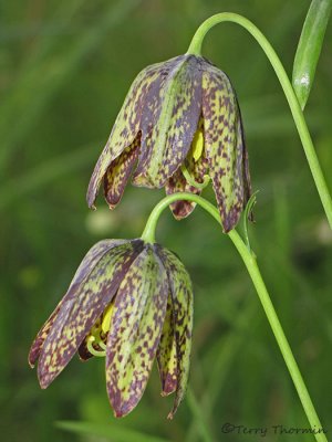 Chocolate Lily - Fritillaria affinis 2a.JPG