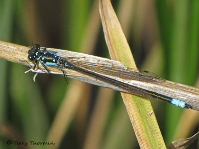 Ischnura cervula - Pacific Forktail 4a.jpg