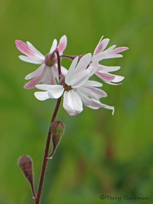 Small-flowered Woodland Star - Lithophragma parviflorum 1a.jpg