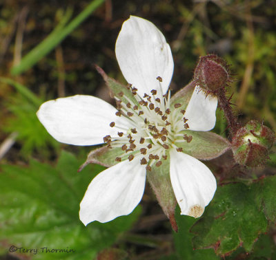 Five-leaved Bramble - Rubus pedatus 1a.jpg