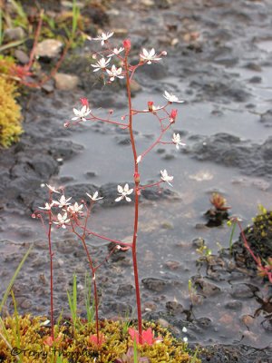 Western Saxifrage - Saxifraga occidentalis 3a.jpg