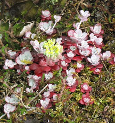 Oregan Stonecrop - Sedum oreganum 1a.jpg