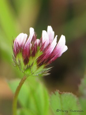 Whitetip Clover - Trifolium variegatum 2a.jpg