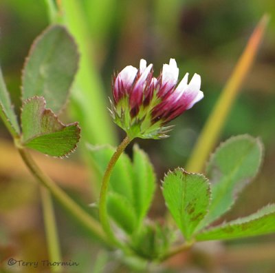 Whitetip Clover - Trifolium variegatum 1a.jpg