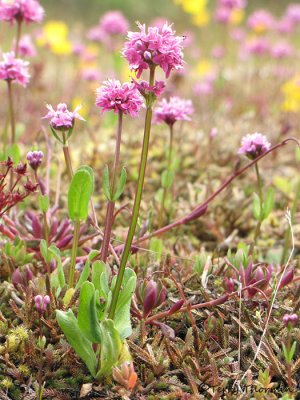 Sea Blush - Plectritis conjesta 7a.jpg