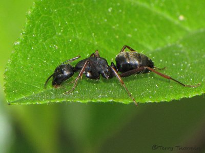 Formica sp. - Wood Ant 1a.jpg