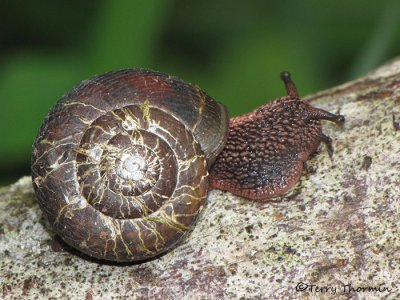 Terrestrial snail A3a.JPG