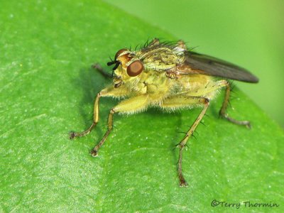 Dung Flies - Scathophagidae of B.C.