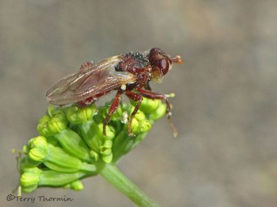 Myopa sp. - Thick-headed Fly 2a.jpg