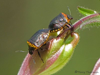 Cosmopepla conspicillaris - Stink Bug 1a.jpg