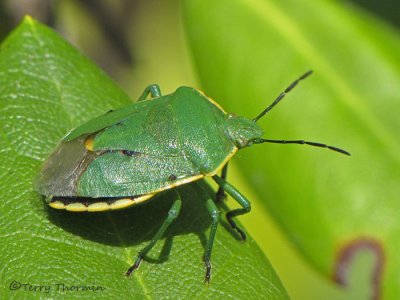 Chlorochroa sp. - Green Stink Bug A3a.JPG