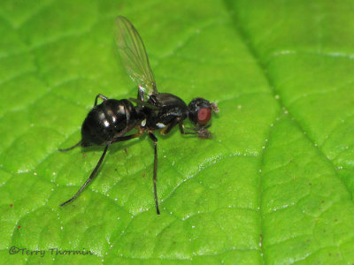 Ant-like Scavenger Flies - Sepsidae of B.C.