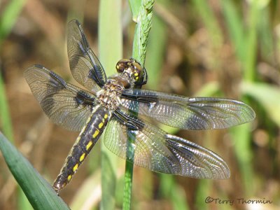 Libellula forensis - Eight-spotted Skimmer female 1a copy.jpg
