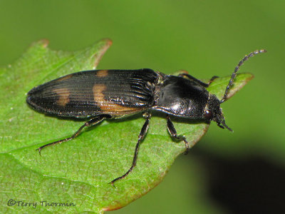 Elateridae - Click beetle D1a.jpg
