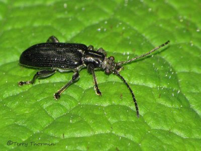Donaciinae - Long-horned Leaf Beetle A2a.jpg