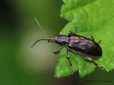 Donaciinae - Long-horned Leaf Beetle A1a.jpg