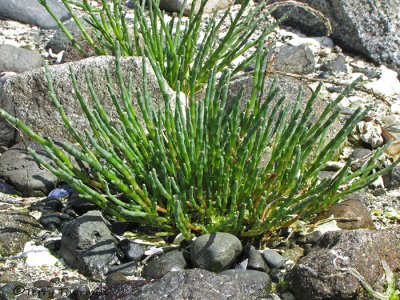 American Glasswort - Salicornia virginica 1a.JPG