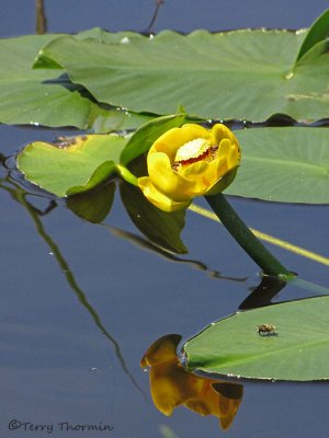 Yellow Pond-lily - Nuphar polysepalum 4a.jpg