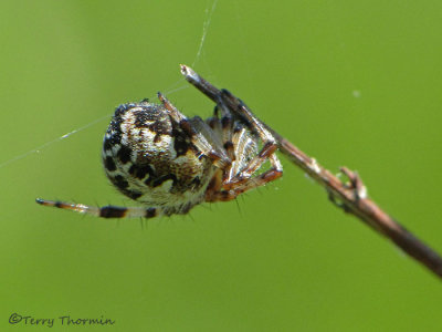 Spiders and their relatives of B.C.