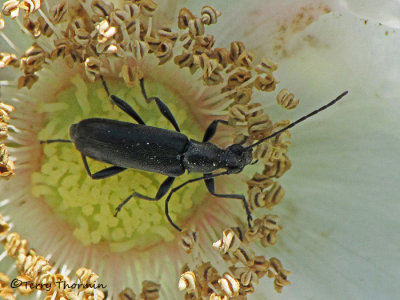 Grammoptera subargentata - Long-horned Beetle 5b.jpg