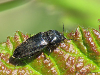 Elateridae - Click Beetle F1a.jpg