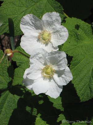Thimbleberry - Rubus parviflorus 1.JPG