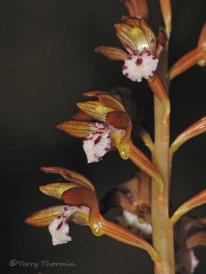 Spotted Coralroot - Corallorhiza maculata 2b.jpg