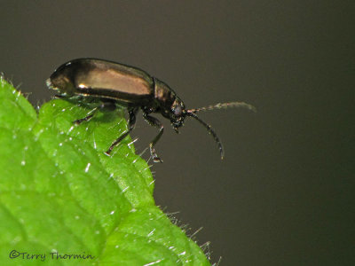 Alticus sp. - Flea Beetle A1a.jpg