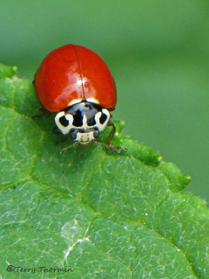 Adalia bipunctata - Two-spot Lady Beetle 1a.jpg