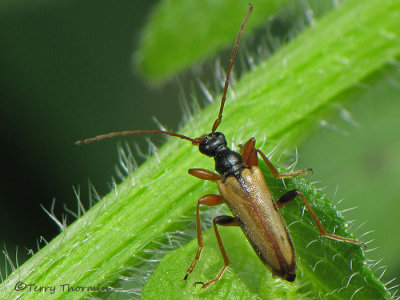 Cerambycidae - Long-horned Beetle B1a.jpg