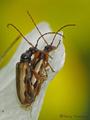 Cerambycidae - Long-horned Beetles mating B1a.jpg