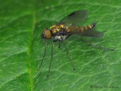 Chrysopilus sp. - Snipe Fly A1a.jpg