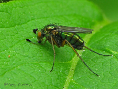 Dolichopus sp. - Long-legged Fly male A1a.jpg