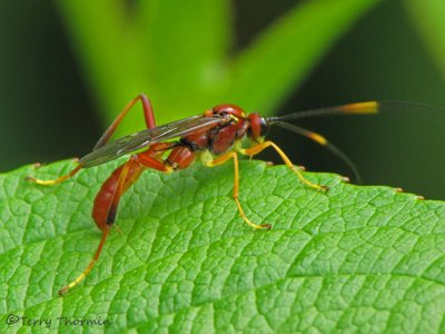 Ichneumonidae - Ichneumon wasp E1a.JPG