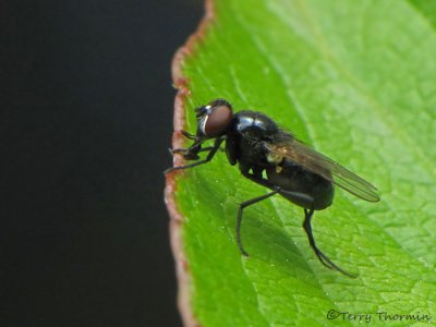Muscid Flies - Muscidae of B.C.