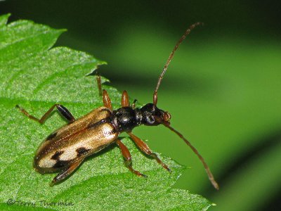 Cerambycidae - Long-horned Beetle D1a.jpg